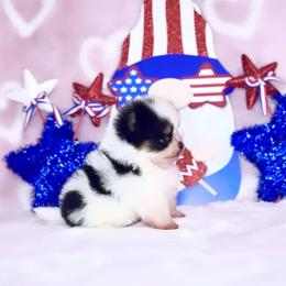 Munchkin Extra Small Black Tri AKC - Tri-colored male Pomeranian puppy in Princeton, New Jersey from PureLove Poms.