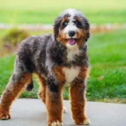 Jonas (level 2 socialization program grad) - Blue merle male Bernedoodle puppy in Dundee, Ohio from Down Home Doodle