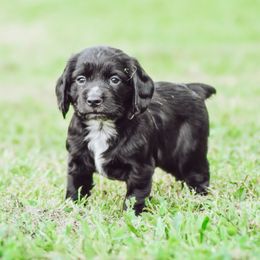 English Cocker Spaniel and German Shepherd Puppies from Ryndal & Co.