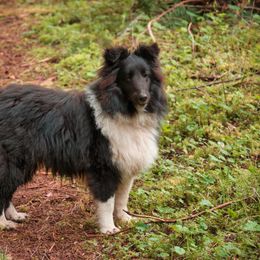Blessing - Shetland Sheepdog