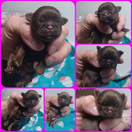 Girl 1 - Chocolate and tan female Shih Tzu puppy in Houston, Texas from Shih Tzu Houston