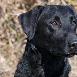 Labrador Retrievers from Patricia Jordan's Labrador Retrievers