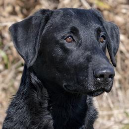 Labrador Retrievers from Patricia Jordan's Labrador Retrievers