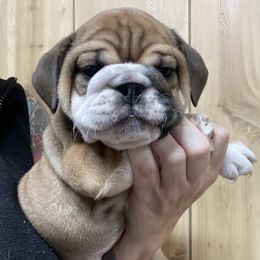Nala (name for records) - Fawn female Bulldog puppy in Marysville, Washington from English Bulldogs WA