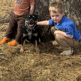 French Bulldog puppies from SilverLining highlands and hounds