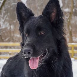 Vinca - German Shepherd