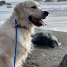 Everest - Golden Retriever