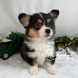 Full Fluffy Girl 1,700 - Black and tan female Pembroke Welsh Corgi puppy in Nashville, Arkansas from Whisenhunt Farms