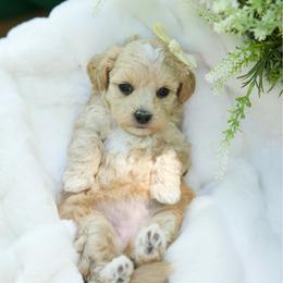 Margarita - Apricot female Maltipoo puppy in Deming, Washington from Heavenly Puppies to Love