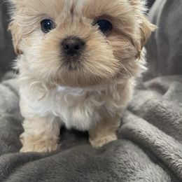 Shih Tzu Puppies from Sweet on Tzu