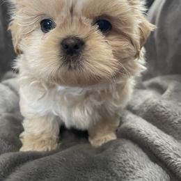 Shih Tzu Puppies from Sweet on Tzu