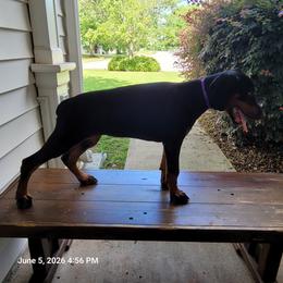 Kita - Black and rust female Doberman Pinscher puppy in Mc Donough, Georgia from Davis Doberman Pinschers