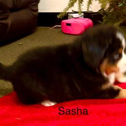 Lynn - Black rust and white female Bernese Mountain Dog puppy in Strasburg, Ohio from Lois Allison