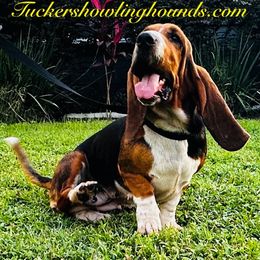 Marley - Basset Hound