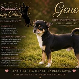 Gene - Chihuahua