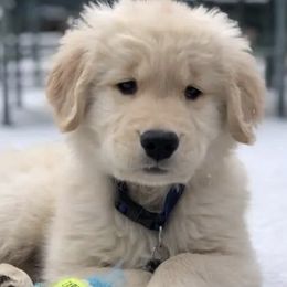 Golden Retrievers from Golden Glory