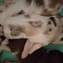 Bailey - Blue merle female Miniature Australian Shepherd puppy in Copperas Cove, Texas from Aussies Acre