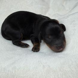 Black and Tan Girl - Black and tan female Dachshund puppy in Bakersfield, California from Pretty Dachshunds 661