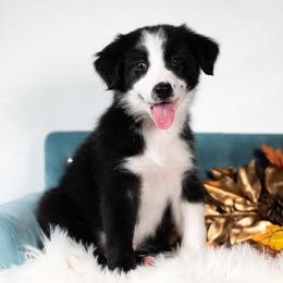Raven: Confident, Focused Girl with a Big Heart - Black and white female Border Collie puppy in Conway, Missouri from 2J 2K Border Collies | Maremma Sheepdogs