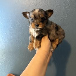 Girl 3 - Chocolate, tan and white female Yorkshire Terrier puppy in Aurora, Colorado from Lovely Yorkies Colorado