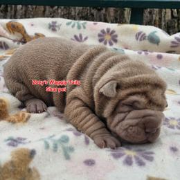 Leonard - Lilac dilute male Chinese Shar-Pei puppy in Minden, Louisiana from Zoey's Waggly Tails