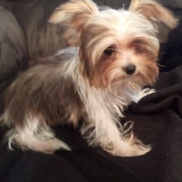 Cavalier King Charles Spaniel, Cavapoo, Havanese, Poodle, Yorkipoo, and Yorkshire Terrier Puppies from Ashley Nicole Ranch