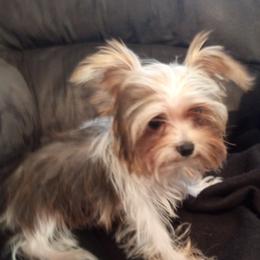 Cavalier King Charles Spaniel, Cavapoo, Havanese, Poodle, Yorkipoo, and Yorkshire Terrier Puppies from Ashley Nicole Ranch