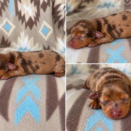 Girl 2 - Dapple female Dachshund puppy in Oklahoma from Red Oak Long Dogs