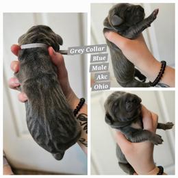 Grey - Blue male Great Dane puppy in Doylestown, Ohio from Dana's Danes