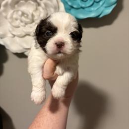 Boy 4 - Liver and white male Shih Tzu puppy in Springfield, Missouri from Lopez Family Tails
