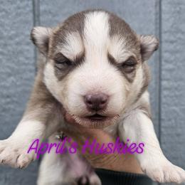 Girl 1 - Red and white female Siberian Husky puppy in Terre Haute, Indiana from April's Huskies