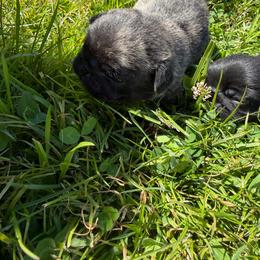 Yorick - Brindle male Pug puppy in Bethel, Ohio from House of Briggs Pugs