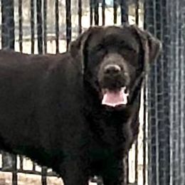 Grace - Labrador Retriever