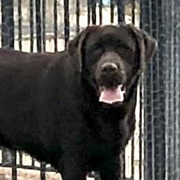 Grace - Labrador Retriever