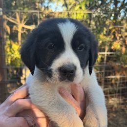 Pickles - White and black male Newfoundland puppy in Yreka, California from Lisa Kennedy
