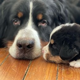 Bernese Mountain Dog Puppies from Queenstown Fine Bernese