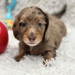 Boy 2 - Dapple male Dachshund puppy in Chicago, Illinois from RGZ Doxies