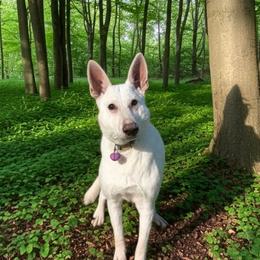 Ariah - German Shepherd
