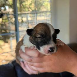 Boy 1 - Sable male Border Collie puppy in Oroville, California from Coalcyn Kennels