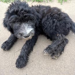 Green - Black and white male Sheepadoodle puppy in Eleva, Wisconsin from Molly’s Doodles