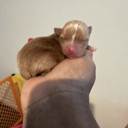 Male Sable - Gold male Yorkshire Terrier puppy in Richmond, Virginia from Kizzie's Yorkies