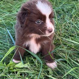 Bo Peep - Red & white female Miniature Australian Shepherd puppy in Stuart, Iowa from Arbor Hill Aussies