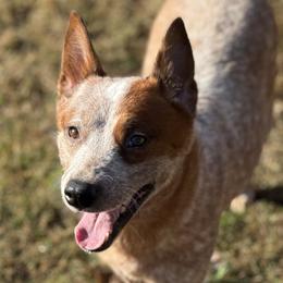 Ember - Australian Cattle Dog