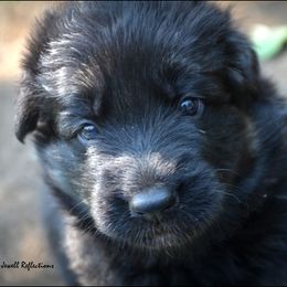 German Shepherds from Kearanen Talo German Shepherds