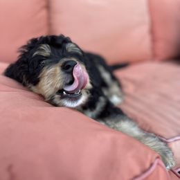 Bernedoodle and Poodle Puppies from Doggy Darlins