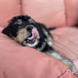 Bernedoodle and Poodle Puppies from Doggy Darlins