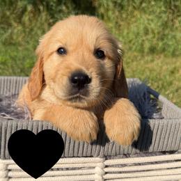 Hamilton (Black) - Golden male Golden Retriever puppy in Cadillac, Michigan from K & M Golden Retrievers
