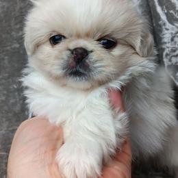 White Girl - White female Pekingese puppy in Batesburg Leesville, South Carolina from My Unique Peke