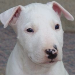 Bull Terriers and Rottweilers from Shirley Werner's Rottweilers & Bull Terriers