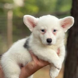 Bluie Mismark AKC - Blue male Pembroke Welsh Corgi puppy in Nashville, Arkansas from Whisenhunt Farms